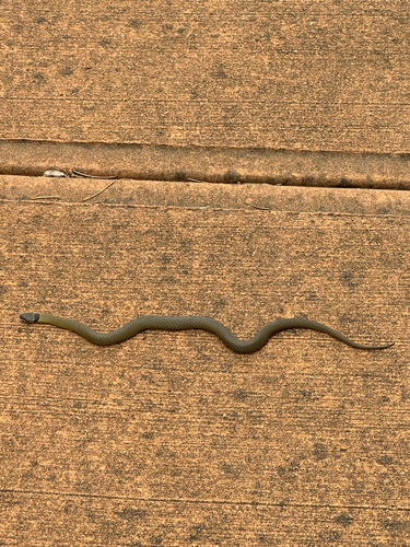 Crowned Snake sighting