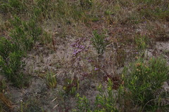 Limonium scabrum scabrum