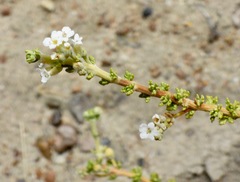 Acantholippia seriphioides