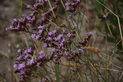 Limonium scabrum scabrum
