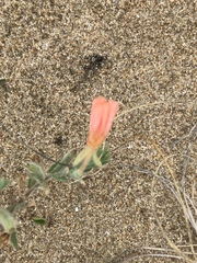 Oenothera mollissima