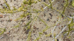Acantholippia seriphioides