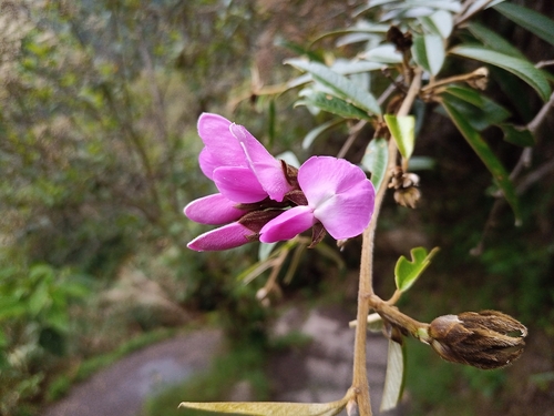 Collaea speciosa, photograph 1