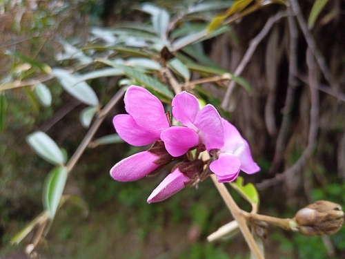 Collaea speciosa, photograph 3