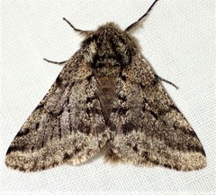 Lycia ursaria