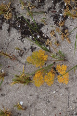 Annesorhiza macrocarpa