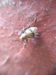 Pantomorus postfasciatus