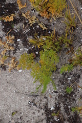 Annesorhiza macrocarpa
