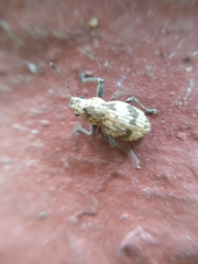 Pantomorus postfasciatus