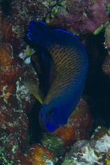 Centropyge bispinosa