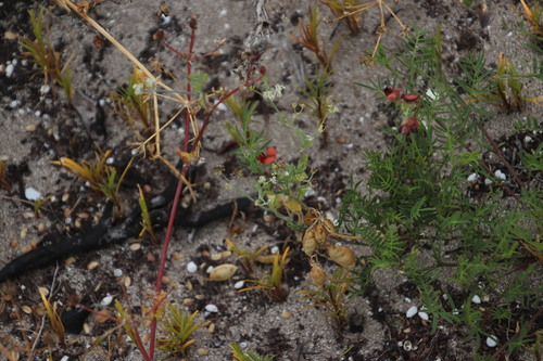 Image of Lessertia miniata by (c) Tony Rebelo, some rights reserved (CC BY-SA)