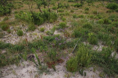 Limonium scabrum scabrum