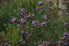 Limonium scabrum scabrum