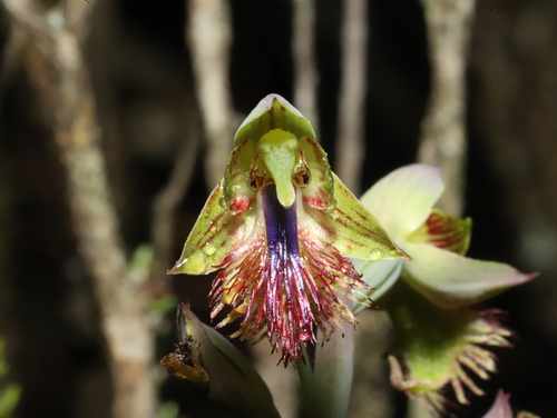 copper beard orchid (Calochilus campestris)