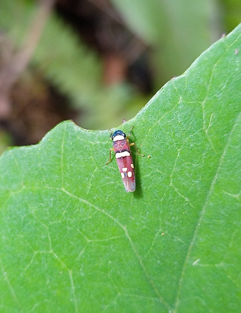 Erythrogonia imitatricula