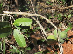 Salacia crassifolia