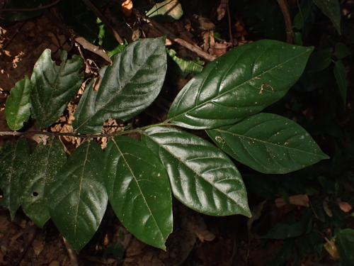 Popowia pisocarpa observed 2025-11-06