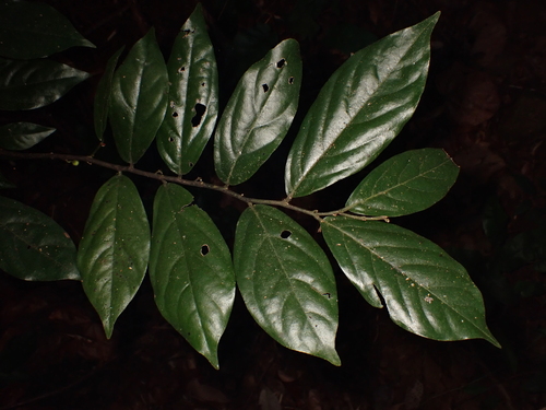 Popowia pisocarpa observed 2025-11-06
