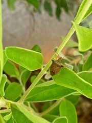 Diceraeus melacanthus