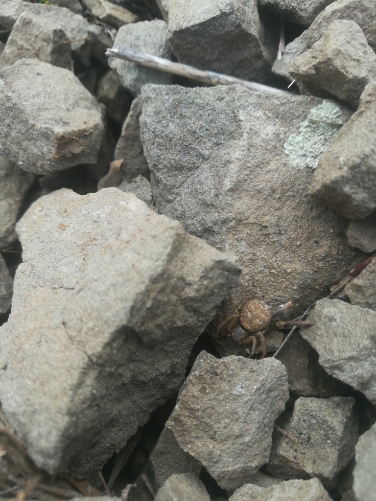 Bassaniodes loeffleri
