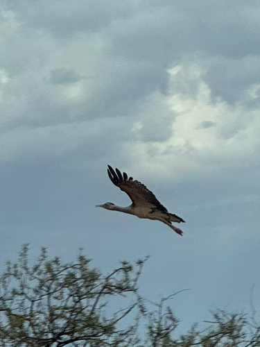 Australian Bustard