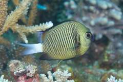 Dascyllus reticulatus