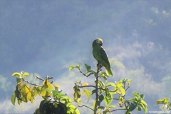 Amazona ochrocephala