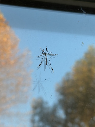 Unknown species found near Brooke Lee Cir, Taylors, SC, US
