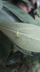 Lyssomanes pauper