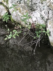Magnoliopsida
