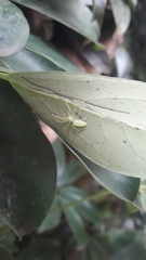 Lyssomanes pauper