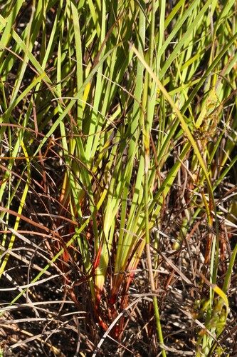 Aristea dichotoma (Aristea dichotoma)
