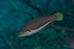 Cirrhilabrus punctatus