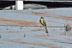 Tyrannus melancholicus