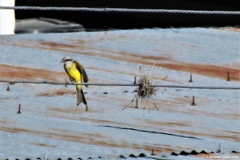 Tyrannus melancholicus