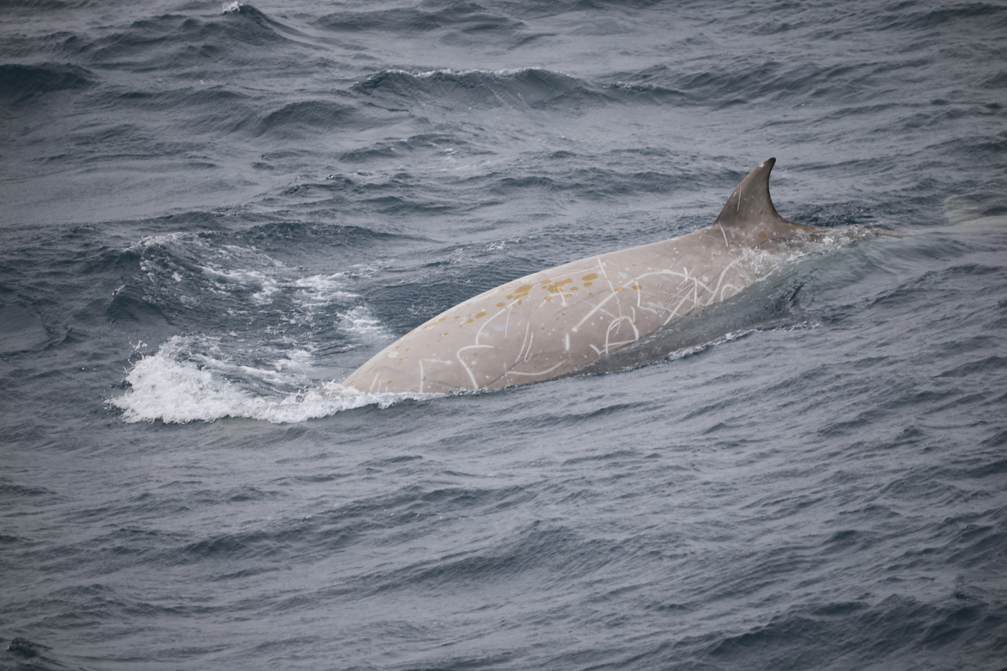 Hyperoodon planifrons