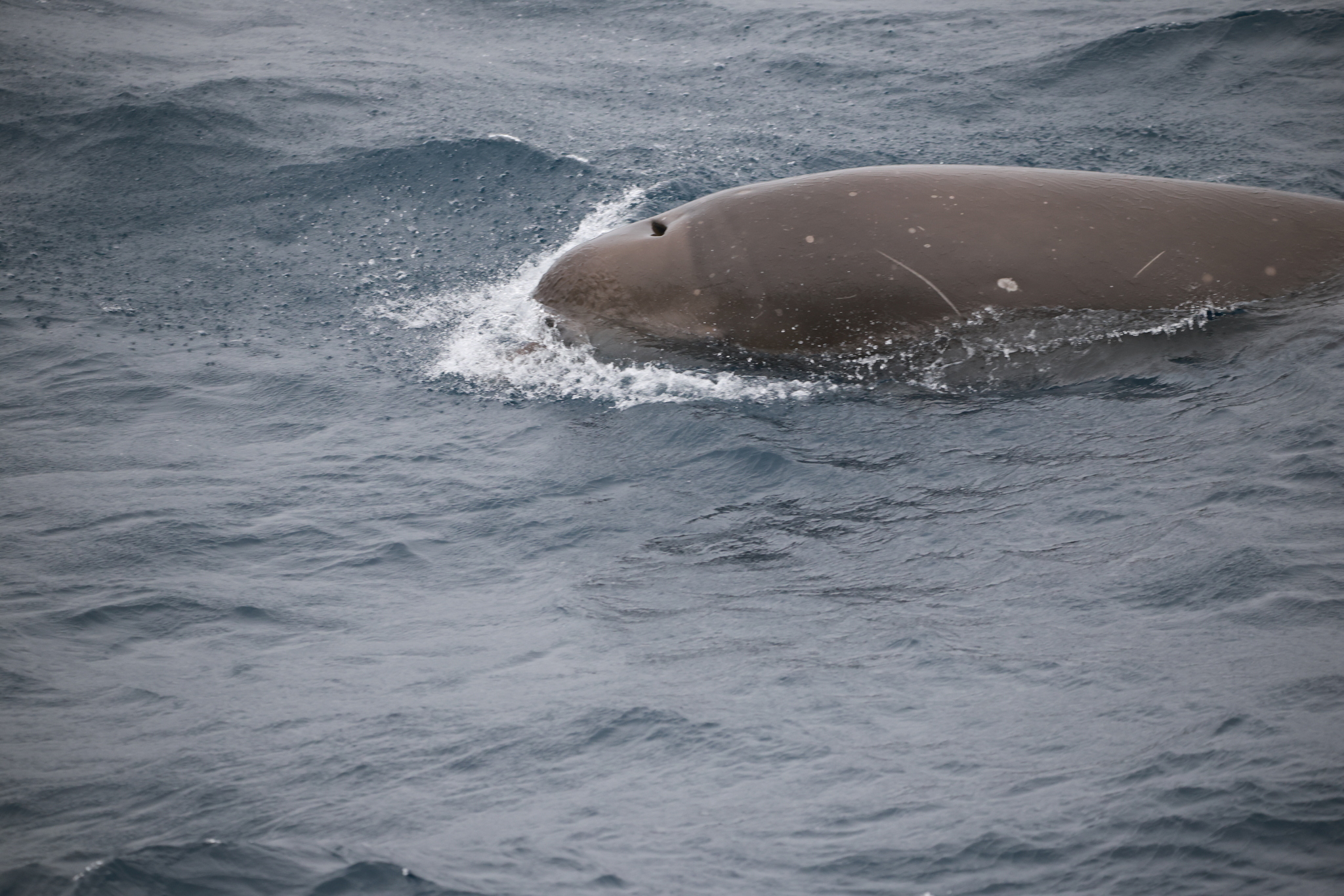 Hyperoodon planifrons