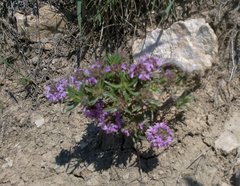 Thymus callieri