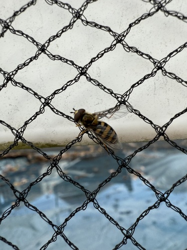 Unknown species found near Silo Hill Ln, Breinigsville, PA, US