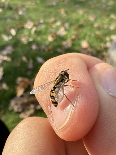 Unknown species found near Silo Hill Ln, Breinigsville, PA, US