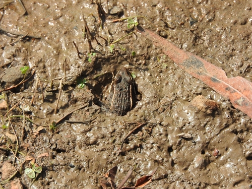 Transverse Volcanic Leopard Frog, Lithobates neovolcanicus