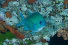 Chromis atripectoralis