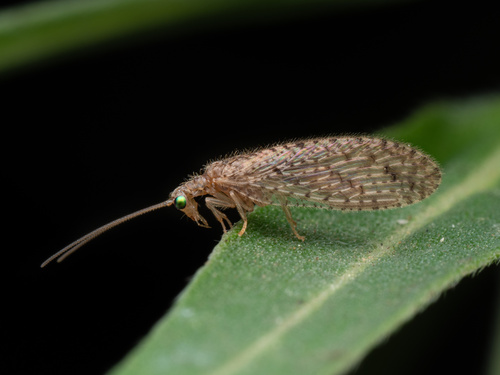 Micromus tasmaniae (Walker, 1860)