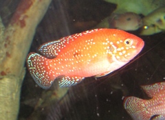 Rubricatochromis lifalili