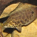 Leopard Bush Fish - Photo (c) Jonathan (JC) Carpenter, some rights reserved (CC BY-NC), uploaded by Jonathan (JC) Carpenter