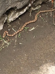 Mastigodryas pulchriceps