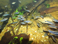 Pareutropius debauwi