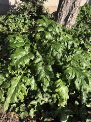 Acanthus mollis