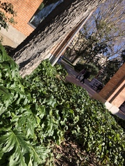 Acanthus mollis