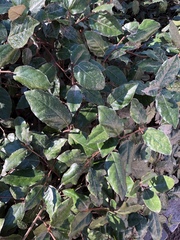 Elaeagnus